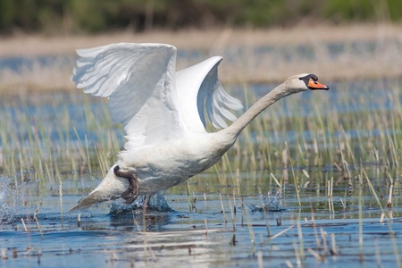 mute swan in a flying scene / Cygnus olor の写真素材