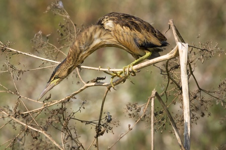little bittern resting on the branch / Ixobrychus minutus の写真素材