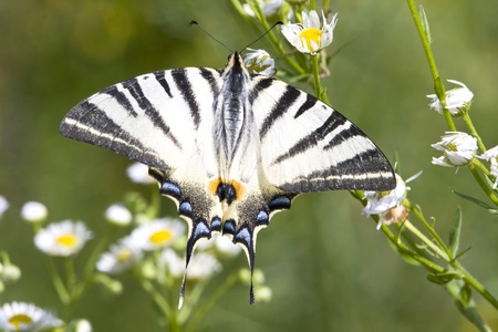 adult of Scarce Swallowtail (Iphiclides podalirius) の写真素材