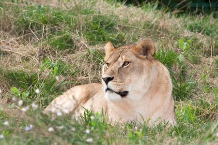 a lioness resting on the grass の写真素材