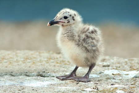 Yellow-legged Gull (Larus michahellis) chick on the rock の写真素材