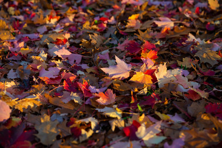 A colorfoul carpet of autumn red, orange and yellow leaves under a beautiful sunset light