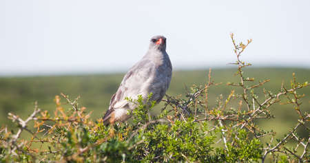 African Hawkの写真素材