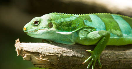 Green Lizardの写真素材