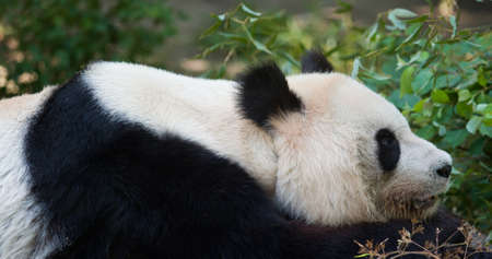 Giant Pandaの写真素材