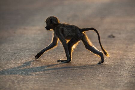 baboon crossing the roadの写真素材