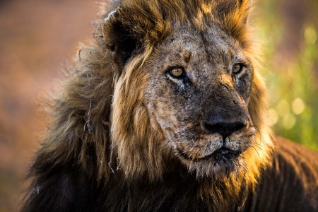 lion at sunsetの写真素材