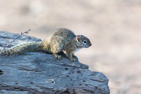 african ground squirrel on a tree trunkの写真素材