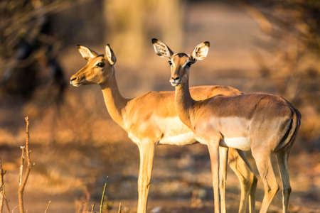 two impalas in the evening lightの写真素材