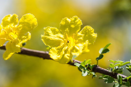 Camphor bush blossoms in the savanna of africaの写真素材