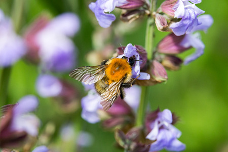 bumblebee on flowering sageの写真素材