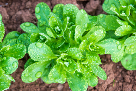 Corn Salad With Water Drops - Top Viewのeditorial素材