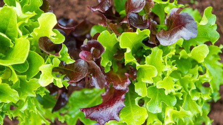 Mixed Salad - Top Viewのeditorial素材