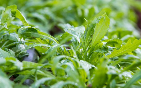 Arugula In A Green Houseのeditorial素材
