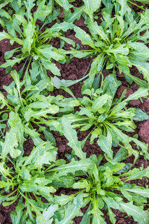 Arugula Plants In A Green Houseのeditorial素材