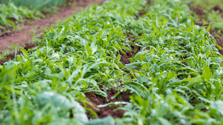 Rows Of Arugula In A Green Houseのeditorial素材