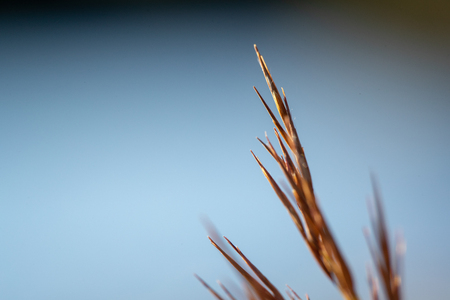 Close-Up Of The Tip Of A Blade Of Grasの写真素材