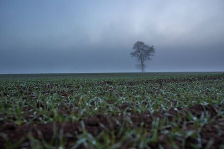 Alone tree on meadow at sunset with sun and mistの写真素材