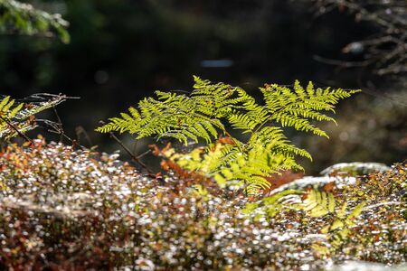 Single fern that is lit by the sunの写真素材