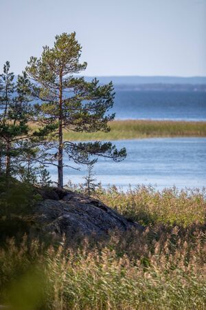 Shore of a swedish lake with trees and rocksの写真素材