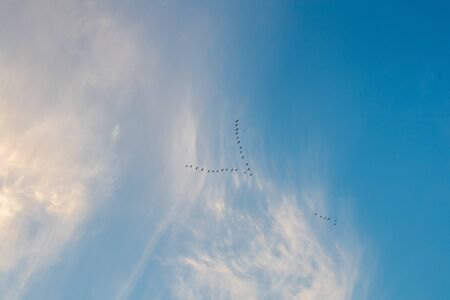 Birds flying through a cloudy skyの写真素材