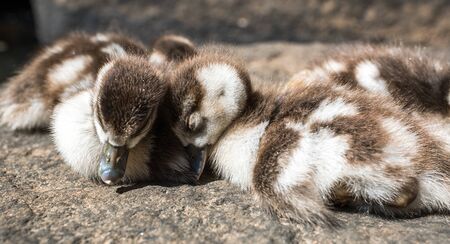 sleeping little ducksの写真素材
