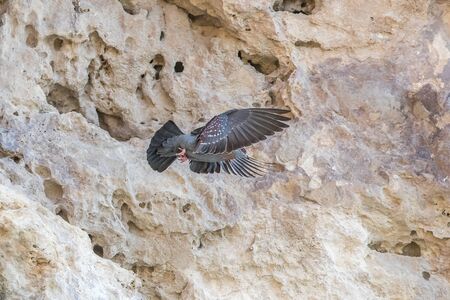 flying pigeonの写真素材