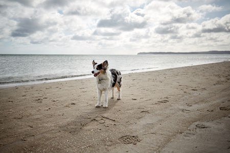 Dog on the beachの写真素材