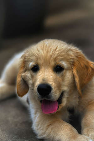 young golden retriever puppyの写真素材