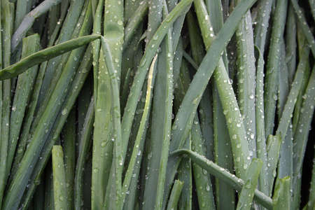 In one market from Timisoara,Romania. Beautiful colors an lines.March 2007の写真素材