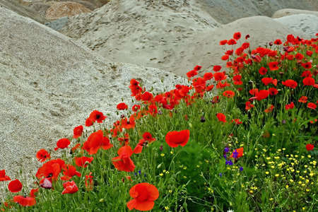 Flowersの写真素材