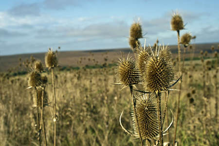 Autumn, around Silagiu village, Timis County, Romania. End of September 2010.の写真素材