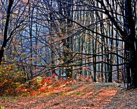 Somewhere in the forests of Jgheabu, near Otelu Rosu. November 2010, Caras-Severin, Romania.の写真素材
