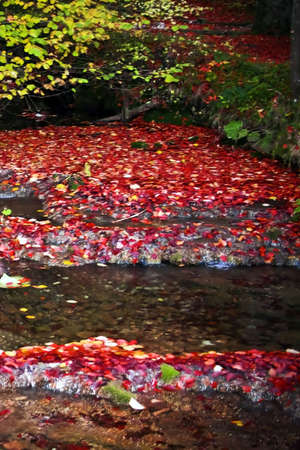 Somewhere on the road between Anina and Bozovici near latitude 45, in October 2010. Romania, Caras-Severin.の写真素材