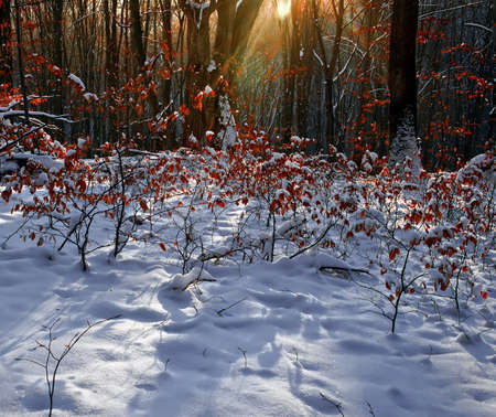 Somewhere in the forests of Jgheabu, near Otelu Rosu. December 2010, Caras-Severin, Romania.の写真素材