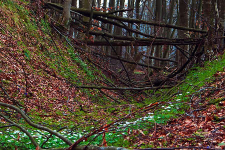 Somewhere in the forests of Jgheabu, near Otelu Rosu. April 2011, Caras-Severin, Romania.の写真素材