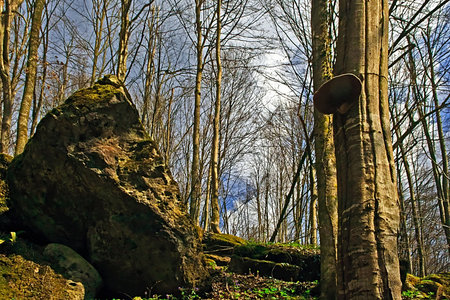 Somewhere in the forests of Jgheabu, near Otelu Rosu. April 2011, Caras-Severin, Romania.