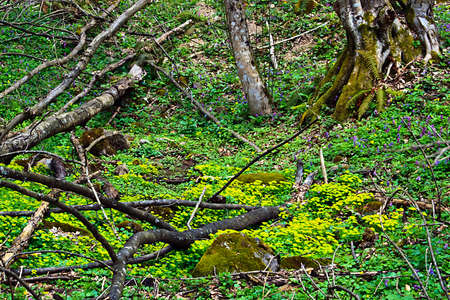 Somewhere in the forests of Jgheabu, near Otelu Rosu. April 2011, Caras-Severin, Romania.の写真素材