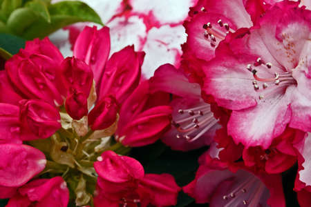 Floral texture.Picture taken in Timisoara, Romaniaの写真素材