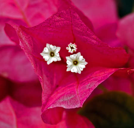 Floral texture.Picture taken in Timisoara, Romaniaの写真素材