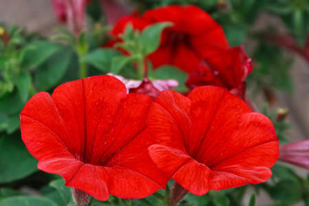 Floral texture.Picture taken in Timisoara, Romania, 11.04.2012の写真素材