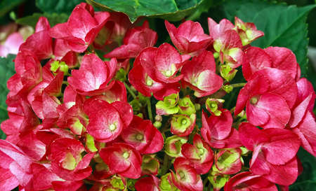 Floral texture.Picture taken in Timisoara, Romaniaの写真素材
