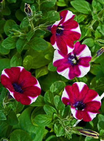 Floral texture.Picture taken in Timisoara, Romaniaの写真素材