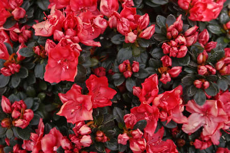 Floral texture.Picture taken in Timisoara, Romaniaの写真素材