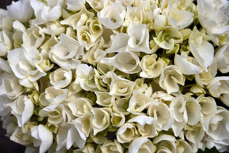 Floral texture.Picture taken in Timisoara, Romaniaの写真素材