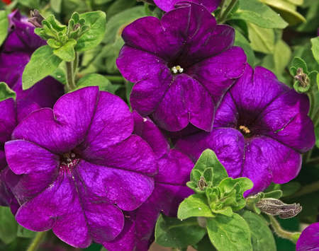Floral texture.Picture taken in Timisoara, Romaniaの写真素材