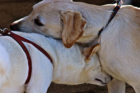 Moment of tenderness in a couple of dogs の写真素材