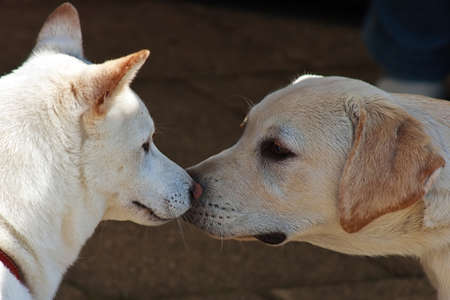 Moment of tenderness in a couple of dogs の写真素材