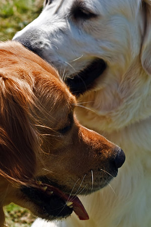 Moment of tenderness in a couple of dogs 