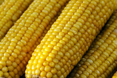 Boiled corn cobs and ready to be servedの写真素材